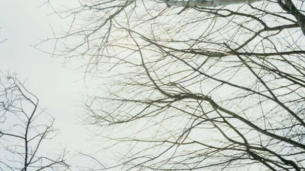 Mature couple embracing in a snowy landscape, expressing warmth, trust, and emotional closeness