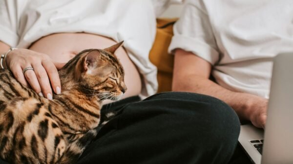 Couple relaxing on a couch at home, sharing a quiet moment with a cat resting on their lap while one partner works on a laptop